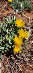 Malephora thunbergii