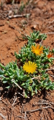 Malephora thunbergii