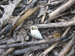 Amphidromus atricallosus perakensis