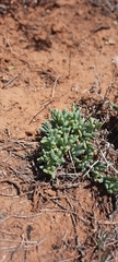 Malephora thunbergii