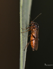 Palpomyia