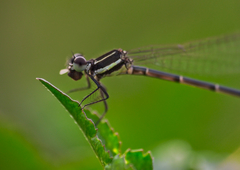 Prodasineura autumnalis