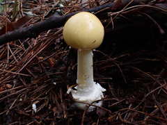 Amanita orientigemmata