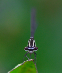 Prodasineura autumnalis