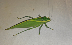 Acropsis tectiformis