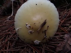 Amanita orientigemmata
