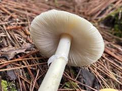 Amanita orientigemmata