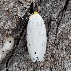 Cryptophasa delocentra