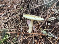 Amanita orientigemmata