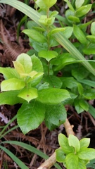 Vaccinium calycinum
