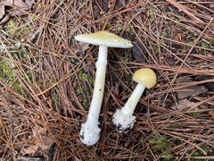 Amanita orientigemmata