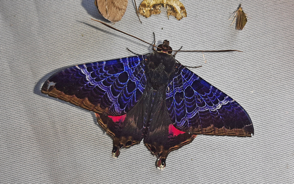Coronidia westwoodi