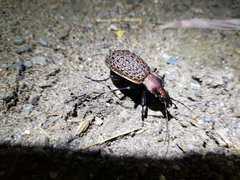 Carabus elysii