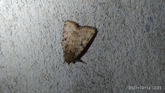 Amphipyra effusa