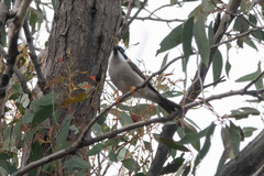 Melithreptus gularis