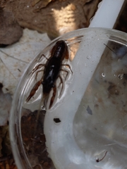 Procambarus clarkii