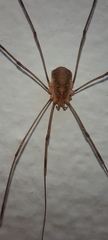 Opilio canestrinii