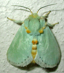 Coenobasis