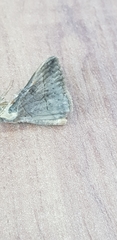 Lepidoptera