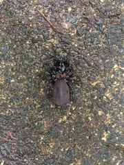 Hadronyche modesta