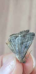 Lepidoptera