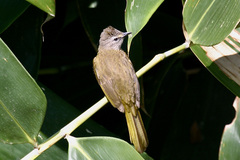 Pycnonotus flavescens
