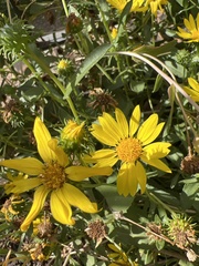 Grindelia robusta