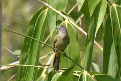 Pycnonotus flavescens