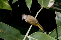 Pycnonotus flavescens