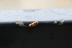 Phauda flammans