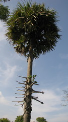 Borassus flabellifer