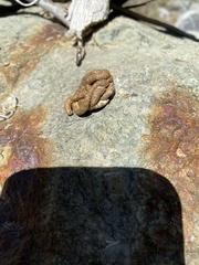 Geococcyx californianus