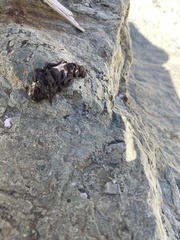 Geococcyx californianus