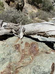 Geococcyx californianus