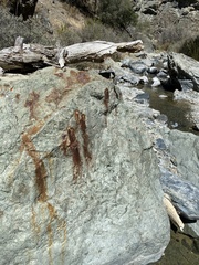 Geococcyx californianus