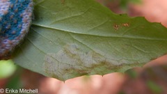 Liriomyza orilliensis