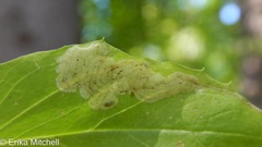 Liriomyza orilliensis