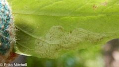 Liriomyza orilliensis