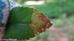 Phytomyza crassiseta