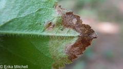 Phytomyza crassiseta