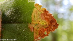 Phytomyza crassiseta