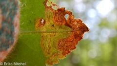 Phytomyza crassiseta