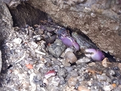 Metopograpsus frontalis