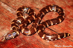 Cylindrophis