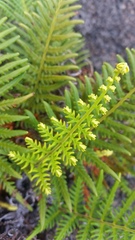 Pityrogramma austroamericana