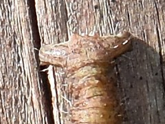Campaea margaritaria