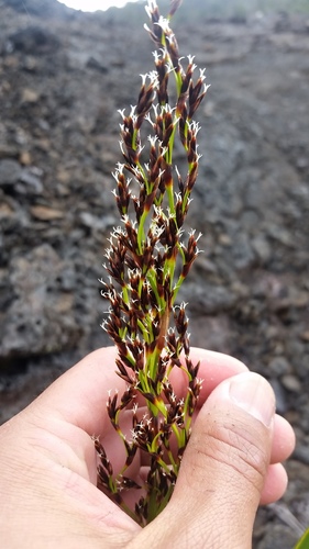 Machaerina angustifolia