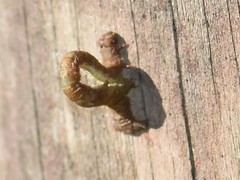 Campaea margaritaria