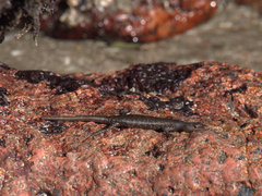 Cryptoblepharus litoralis
