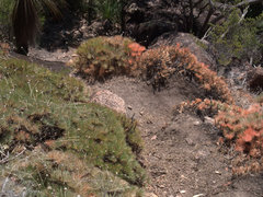 Borya septentrionalis